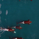 Image for article titled New drone photos show killer whales’ beautiful choreography